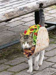 Taco Kitty